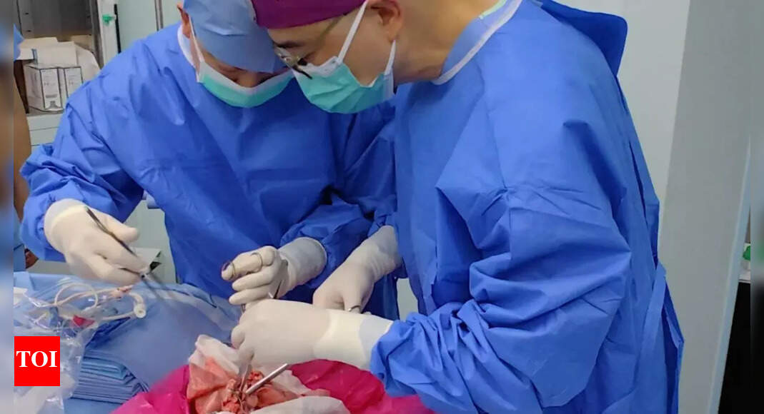 First in history, a pig lung was transplanted into a brain-dead man