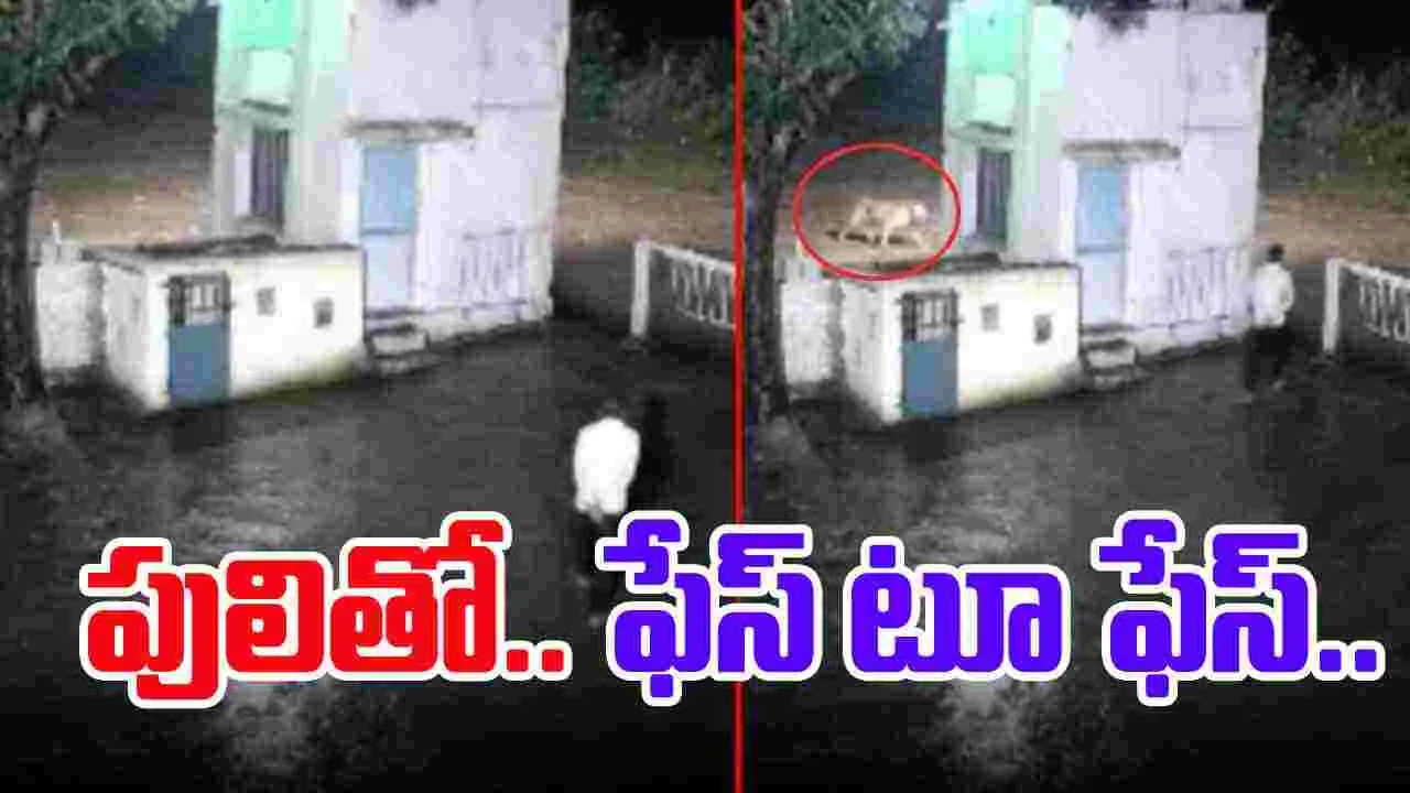 Tiger Funny Video: Face to face with tiger.. You can't stop laughing when you see what happened in the end.
